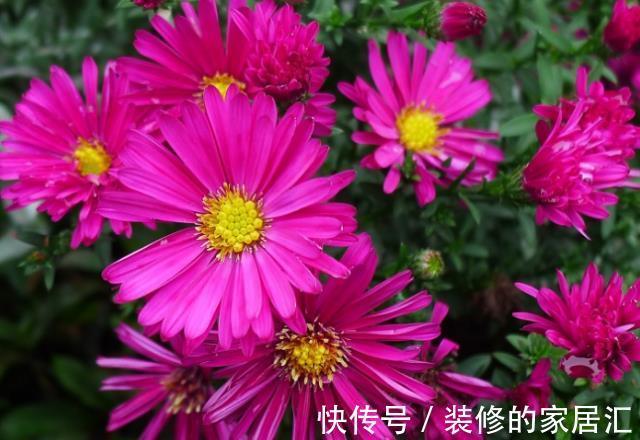 蔷薇花|从8月7日开始,家养此款花卉,气味芬芳怡人,色彩柔美和婉