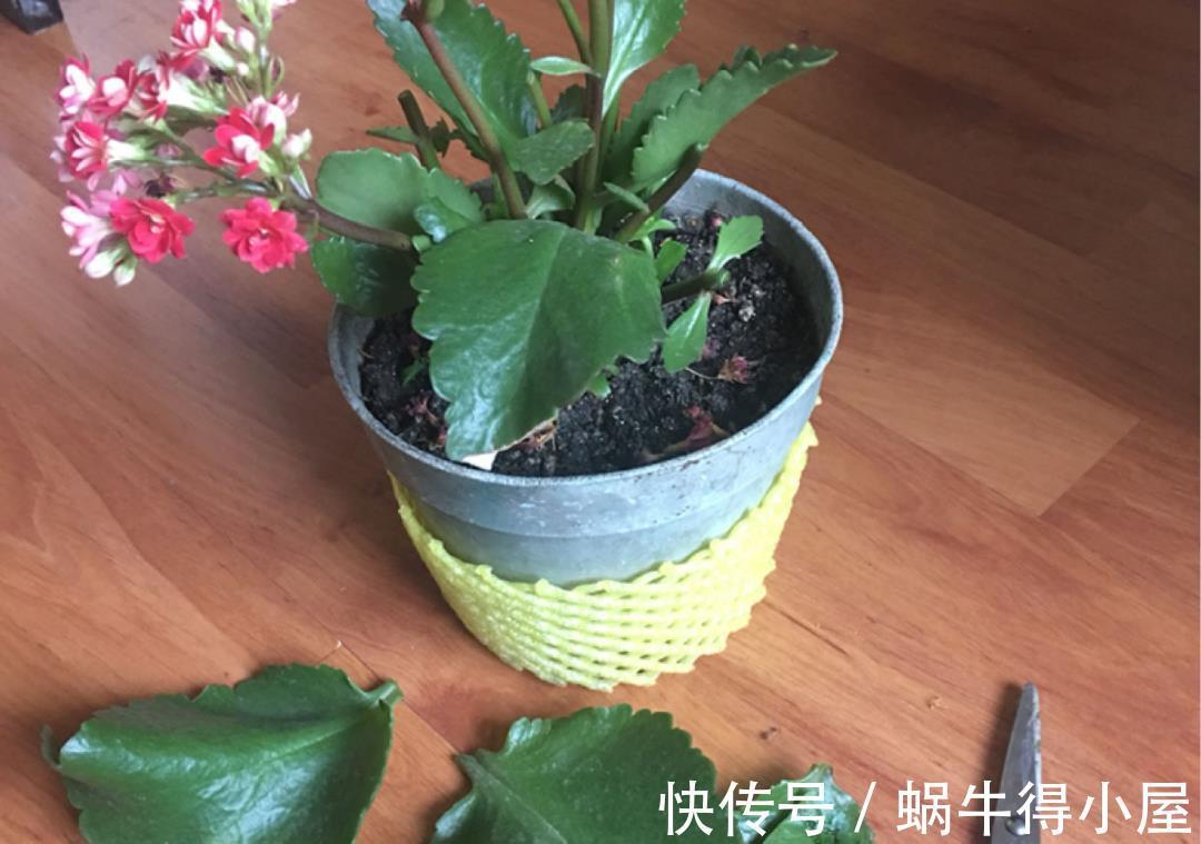 金枝玉叶|30℃以上，10种花就先别养了，买一盆死一盆，别怪我没提醒你