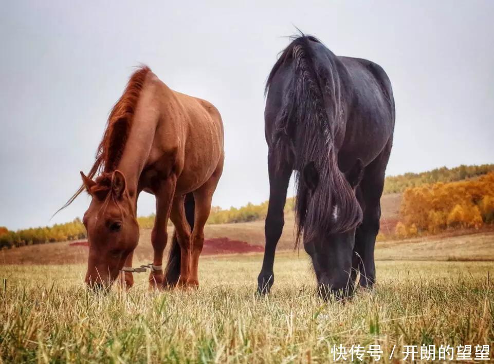 古代的兵家必争之地，谁控制此地区，谁就拥有最精锐的骑兵