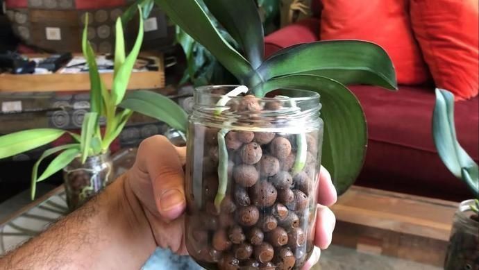 家里的土培盆栽轻松转水培,避免黄叶烂根有技巧,技巧全告诉你