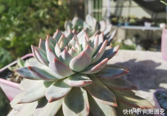 多肉买回家,种到盆里别着急浇水,1周后再浇水,发根更快