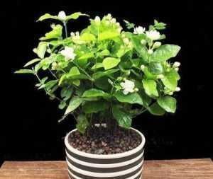 橙子皮|别再花钱买花肥，家家都有的1种垃圾，用来养花，养啥花都旺