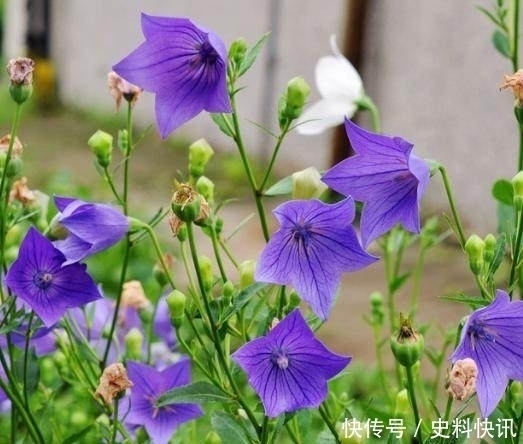 肠燥便秘|农村山上一株野草,功效胜过冬虫夏草,男人吃了再也不喊肾虚了