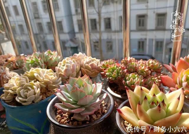 揭秘:那些干净又温暖的多肉照片从哪里来?