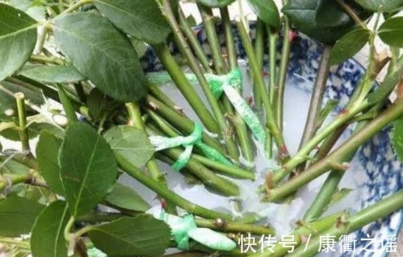 花土|经验分享篇：为什么新手扦插总失败？问题大部分出在这7个地方