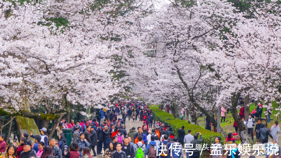 樱花|凛冬退却，春意盎然，打卡几处赏花的绝佳胜地，看看哪处你最心仪