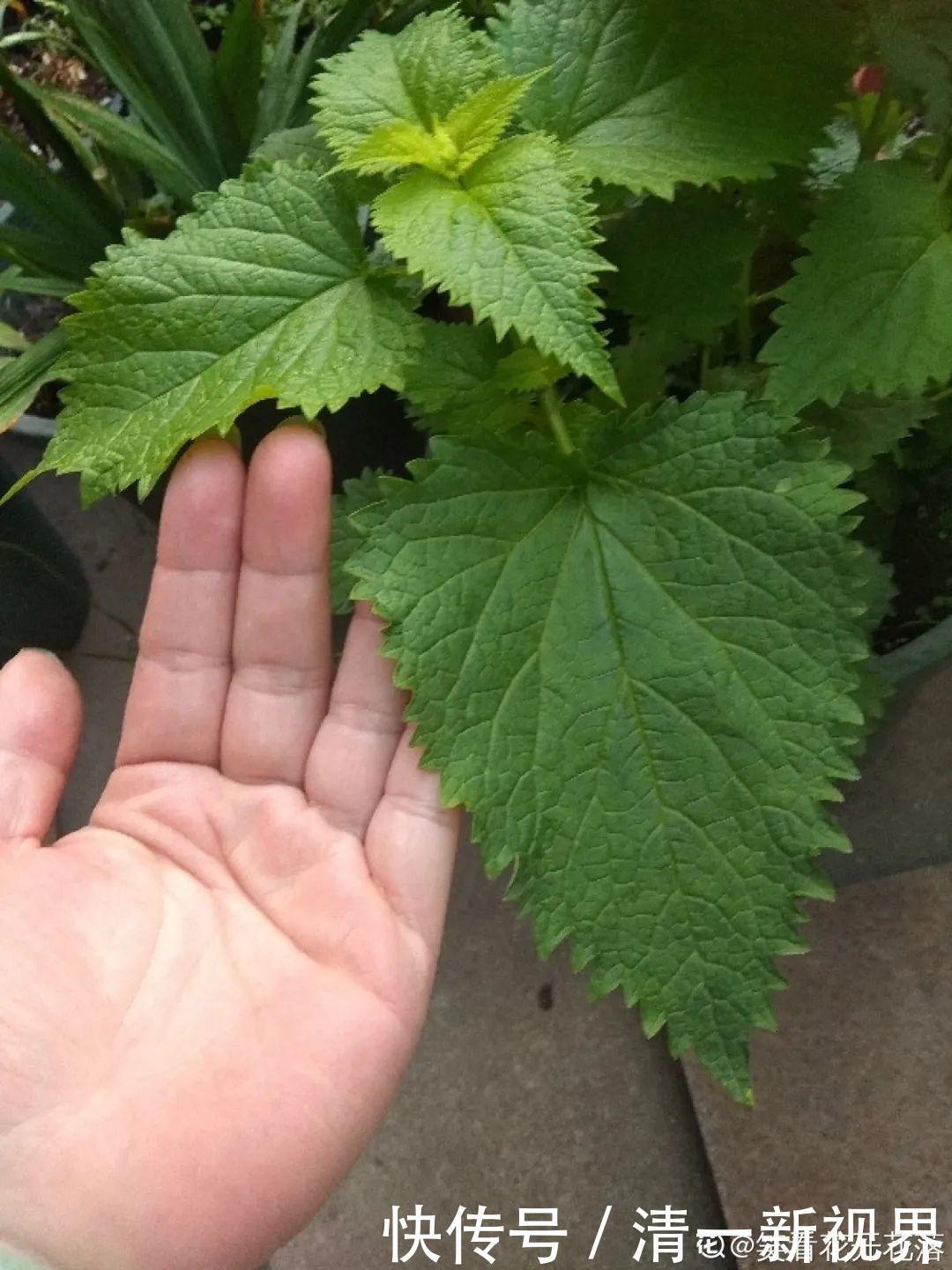 7种花插土里,立马长满院子,蚊虫不敢靠近!