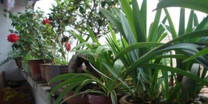 家庭养花必不可少的4种“好材料”,不花一分钱,配土透气又透水