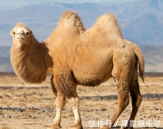 狮驼国&喀喇汗王朝扩张《西游记》中狮驼国原型,背后是西域佛国的尸山