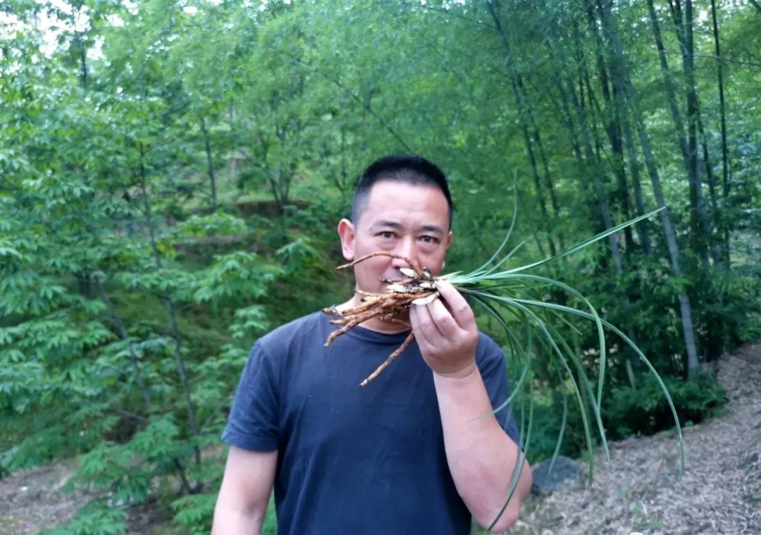 兰花|比松树皮更好的兰花植料,生根快、发芽壮,更适合兰菌滋生