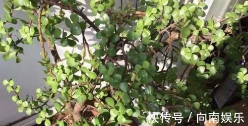 欣赏感|聪明人养花就养3种,可镇宅招财、有益健康,养护也省心