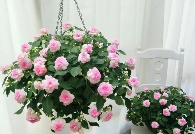 角落|嫌丑扔阴暗角落一个月,看到它开出的花,我后悔莫及!