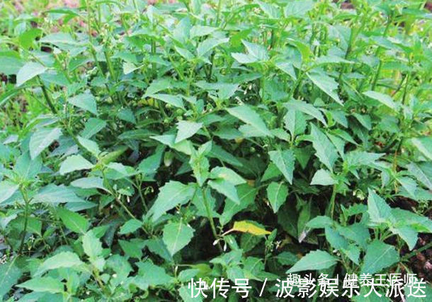 抗癌|农村田里的4种“救命草”，消炎止痛、解毒抗癌，谁吃谁“长寿”