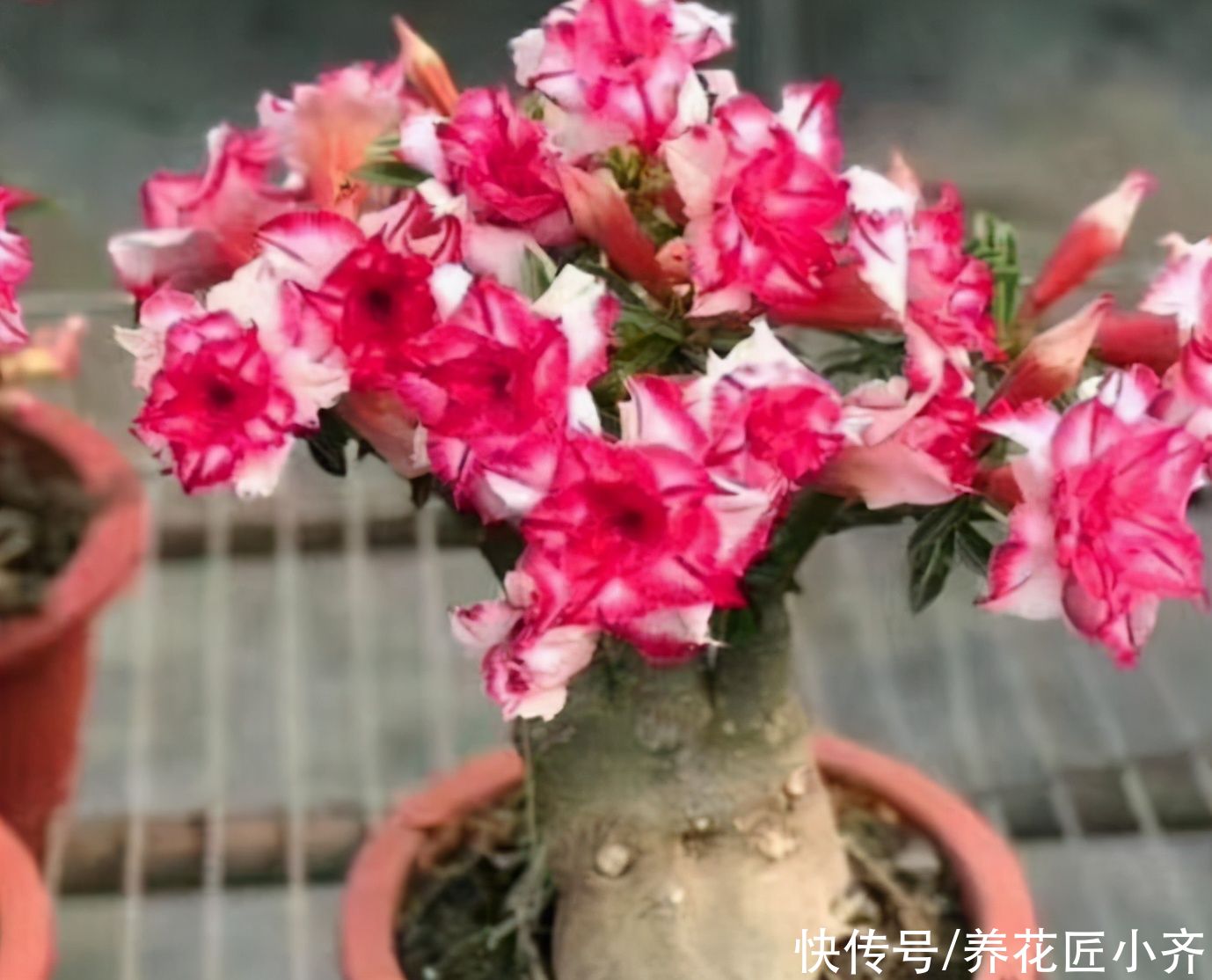 5种花不能浇水多，轻则不开花，重则会烂根，少浇水反而开得旺