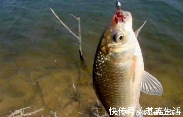 钓友|天冷如何钓鲫鱼？老钓友这3句口诀才实用，天再冷也能连竿上鱼