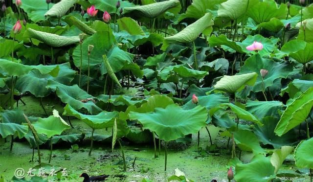 老年|青白江的夏雨荷——夏至错失日环食，怡湖园中观芙蕖