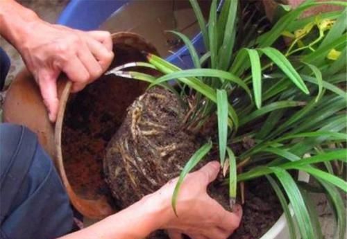 植物|喜欢养花,买一盆烂一盆?问题出在这里,跟着养护专家学起来