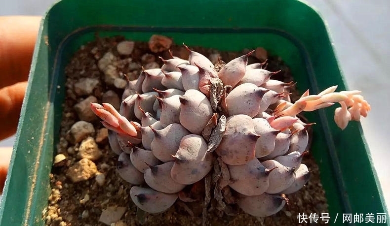 照这样“控养”下去，多肉要美成精了！像精灵一样的美的多肉