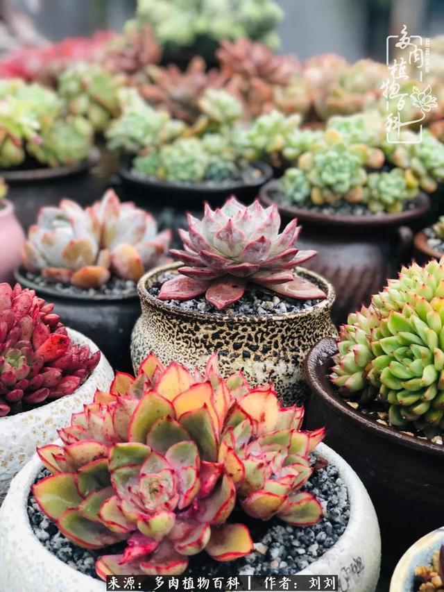 爱多肉,爱生活,我们是一群快乐的养肉人!