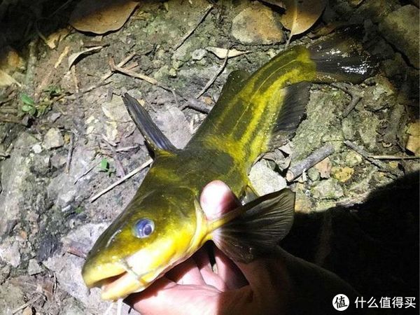 特性|江河中野钓黄颡鱼，环境和特性缺一不可，3大要素助你渔获满满