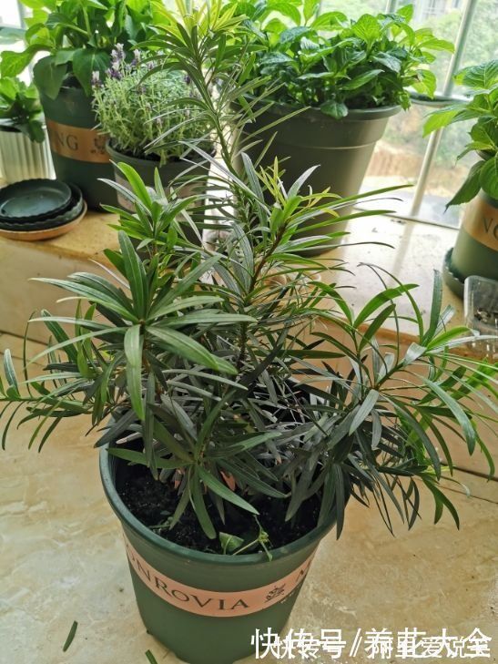 家里有老人,就养一盆罗汉松,寓意健康长寿