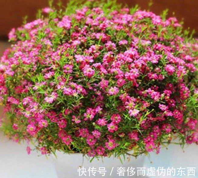 4种花是爆盆能手，懒人新手都能养好，开花就爆盆，既美观又方便
