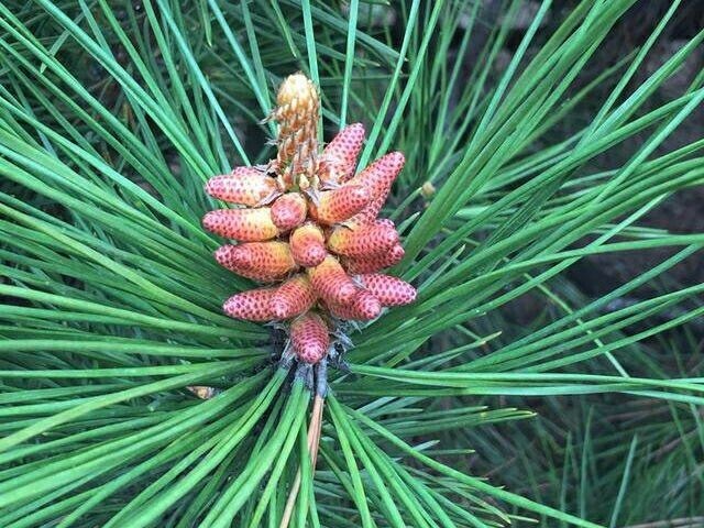 强身健体|农村路边常见的“长寿树”，是糖尿病患者的天然“保健品”