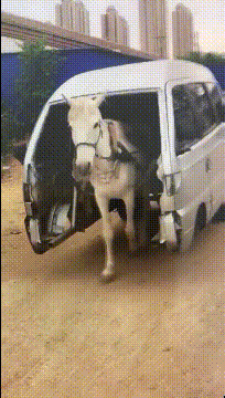 |搞笑笑话,动图:老哥,这就有点尴尬了!