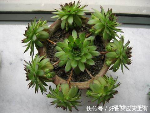 养花小知识,观音莲篇