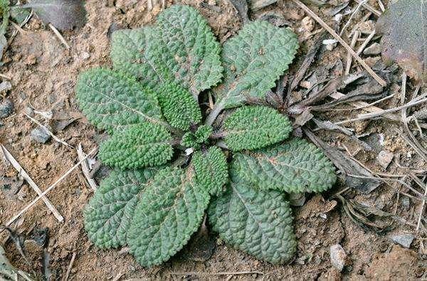 代茶饮|农村此野草,常用来泡水喝,不感冒了,止咳化痰,你认识吗