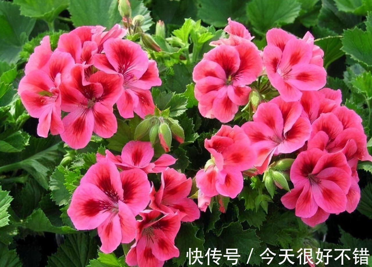 鸡蛋花|农历九月十八霜降后，养什么花？家里养3种花，飞黄腾达官运亨通