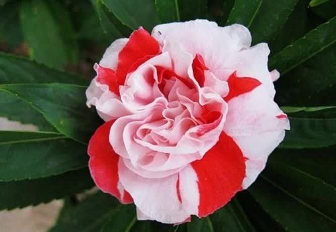 4种花养在家里,一整年都有好运气,浇水就疯长,开花爆盆很容易