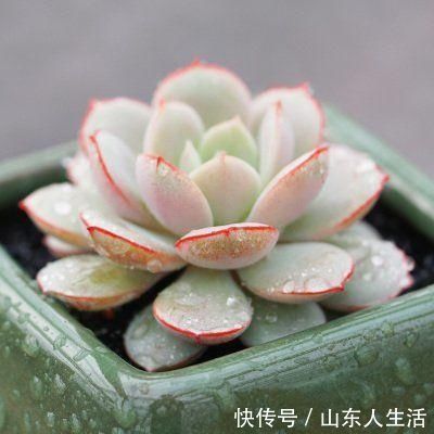 多肉|多肉植物生长缓慢,如何让多肉植物长的更快