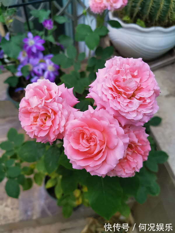 此盆栽花期超长,四季有花开,漂亮又芳香,好养易成活,值得拥有