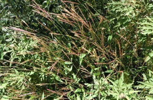 荩草|只有老农民才认识的这种野草，长得像竹叶，如今20元一斤成稀罕