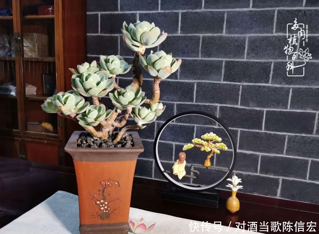 多肉桃花源:别人笑我太疯癫,我笑他人看不穿!