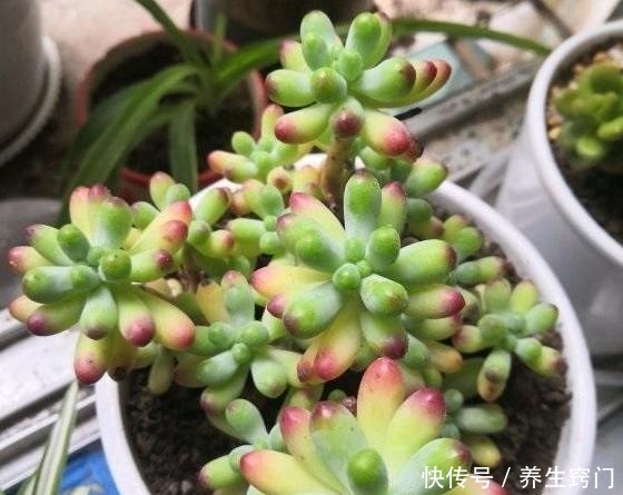 常年养殖多肉植物,你知道都有哪些“忌讳”吗!