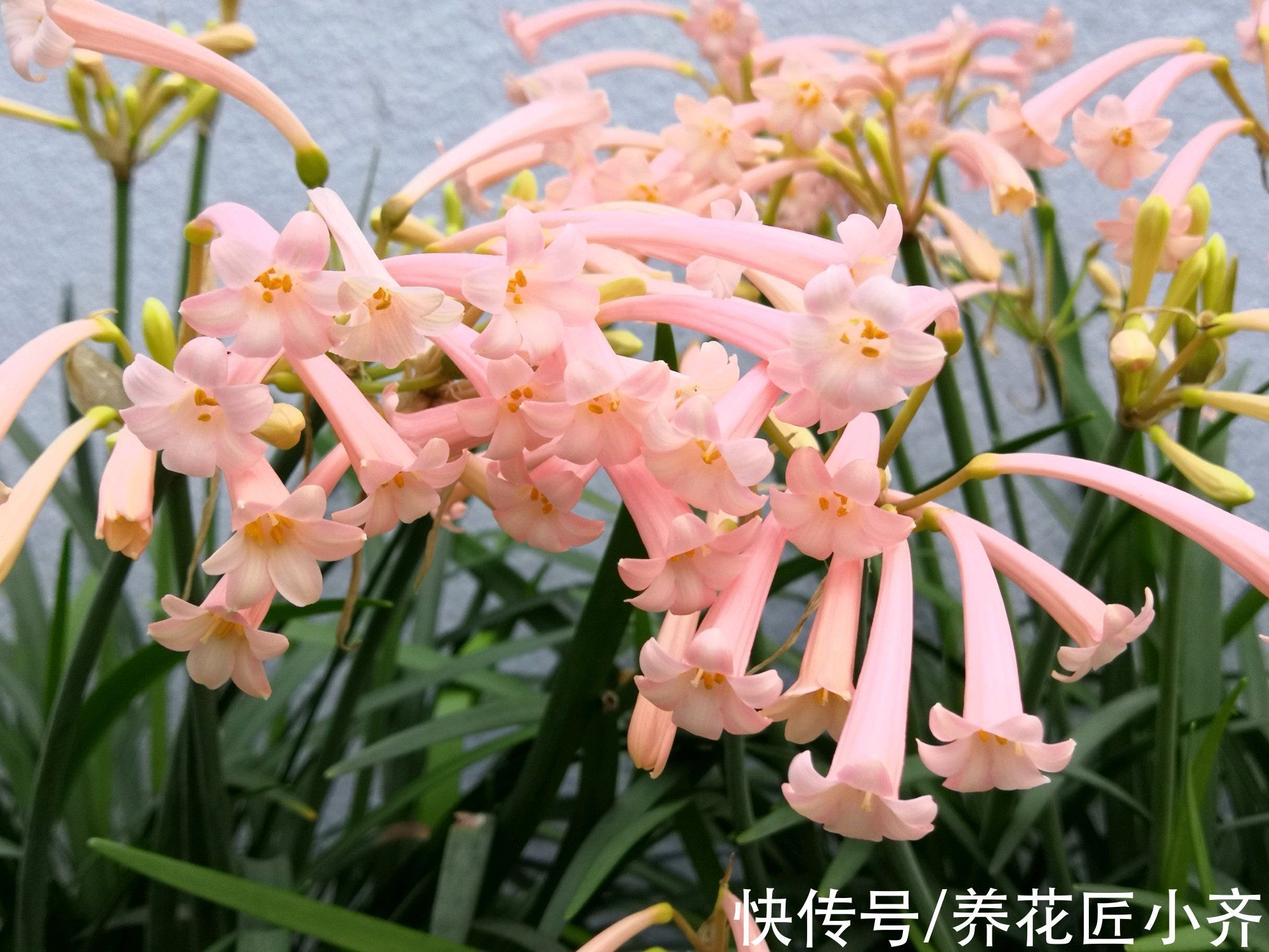 适合现在栽种的5种“小种球”,冬季就能开花,一盆满屋飘香