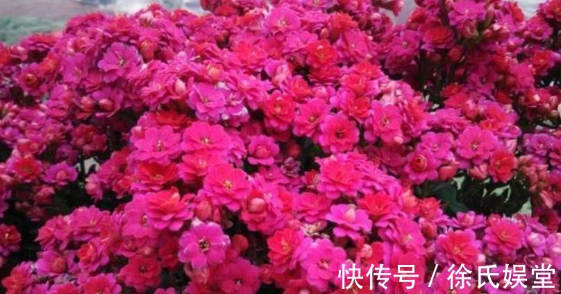 长寿花|新手须知:秋冬养长寿花,5个要点要谨记,做好了才能早开花