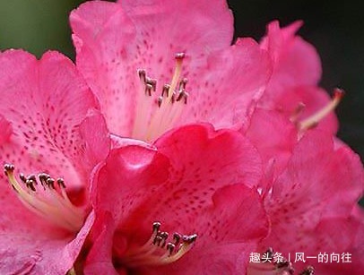 这三种花养花高手都不敢养,公认的养一盆死一盆,新手慎重