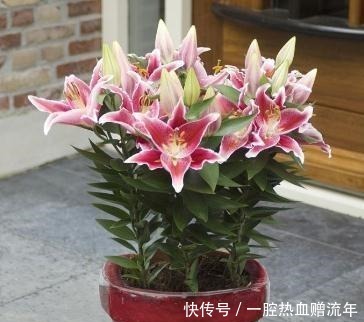 一品红|室内养了“此2种花”,就等于潜伏了“有毒物质”,快搬出去!