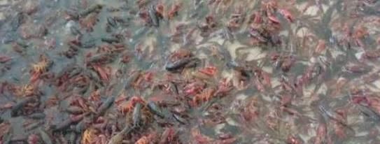 浑身|90年前引入中国,如今已入侵大半中国,浑身没有肉却卖得很贵