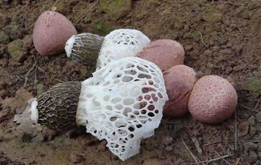 推崇|农村竹林里的“白蛋”,营养丰富,如今却被央视推崇