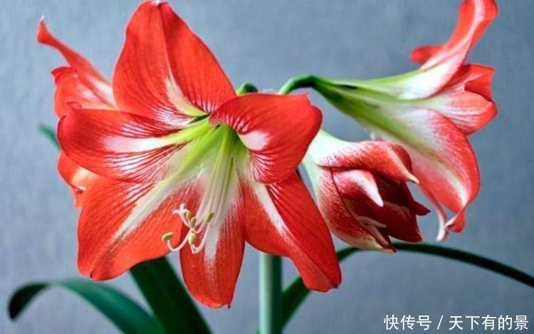 超美|4种花超美的,好养易活,美不胜收,值得入手