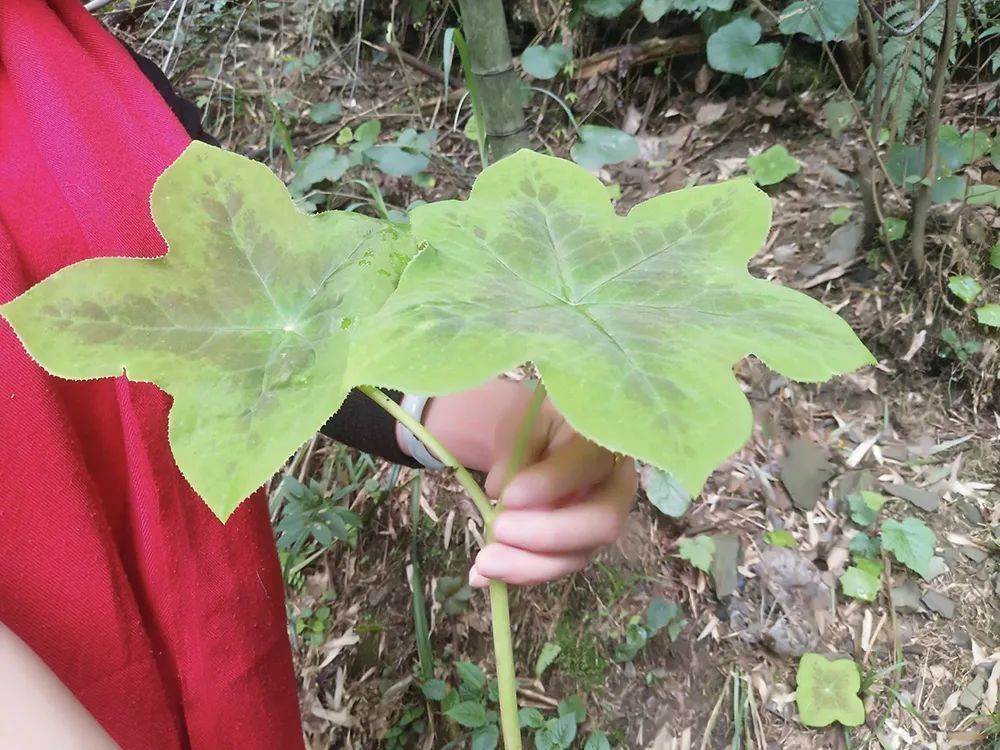 八角莲|它是民间重要的蛇药,集药用、观赏于一身,值得我们认识