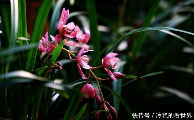 花友|哪种兰花香,怎样才能买到比较香的兰花?3点建议,选到香兰不难