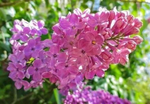 此款花草适合新手养殖，花香易打理，养在客厅美极了