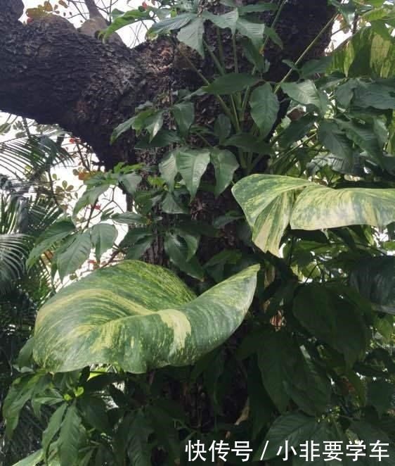 绿萝养久了,居然变成了龟背竹,还开背了!