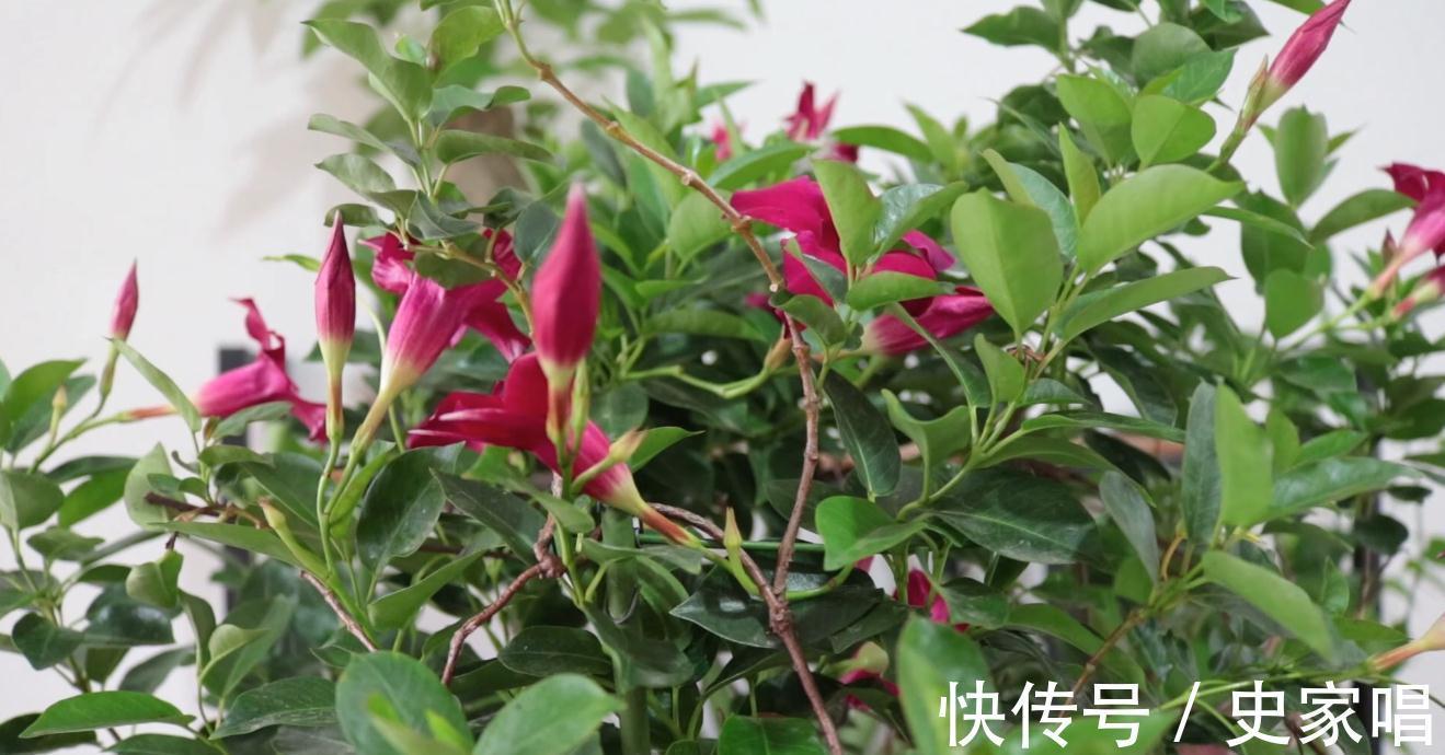 飘香藤秋末开花，这时候养护不注意，可能会元气大伤，冬季变光杆