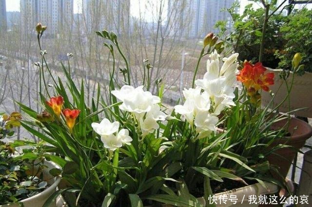 它平时看着似野草,一开花真惊人,花色艳丽花香重名叫“香雪兰”!